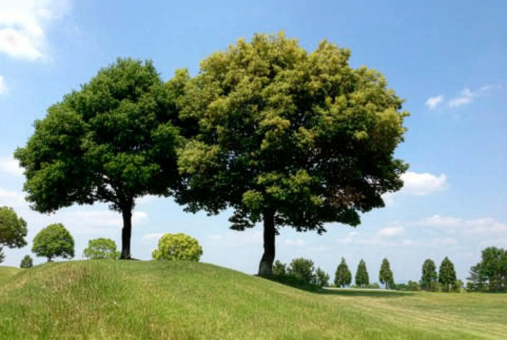 導入事例（ロート製薬株式会社様）