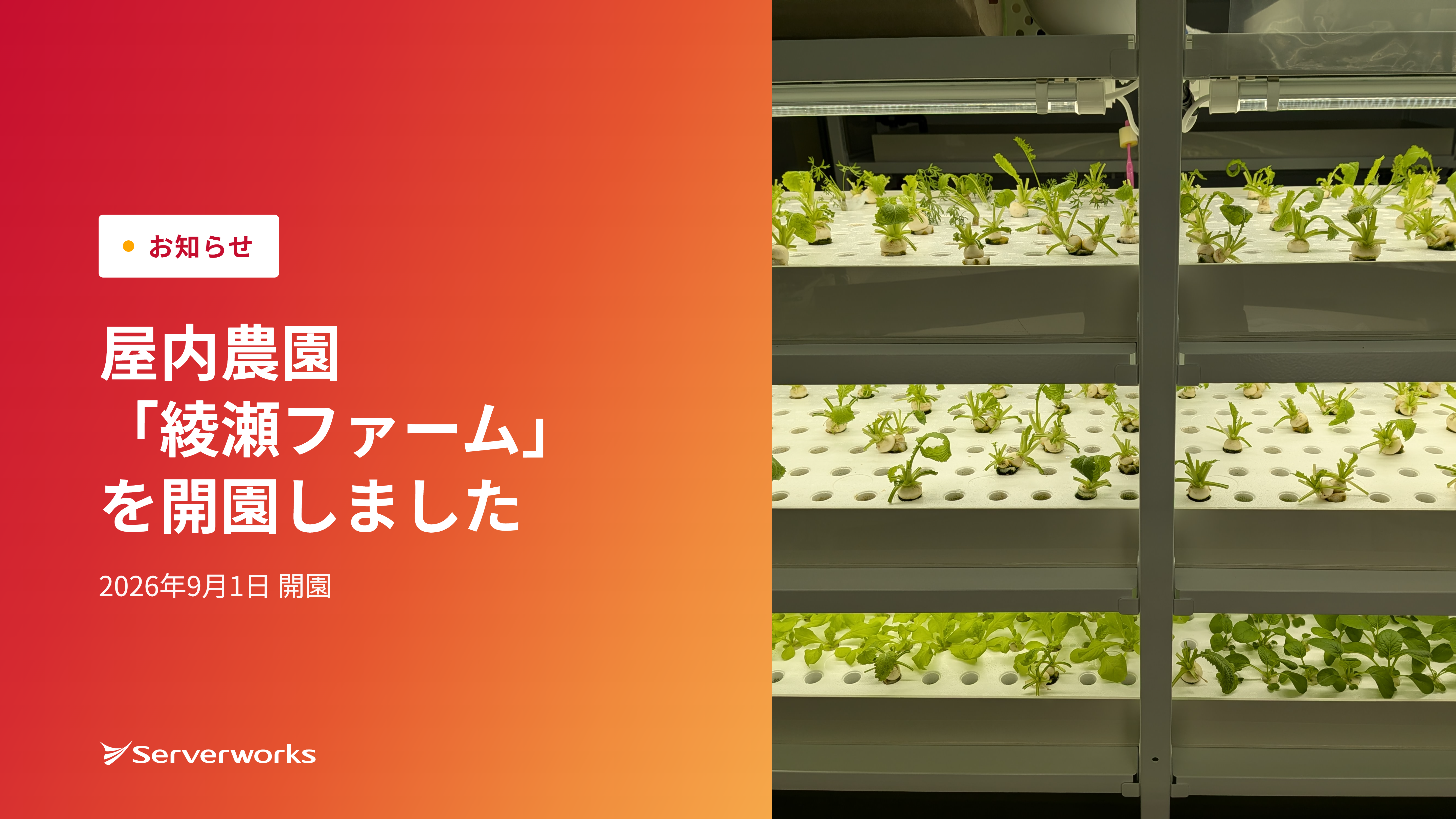 屋内農園「綾瀬ファーム」を開園しました！